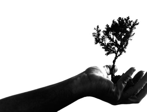 Croissance de l&rsquo;être – article théorique